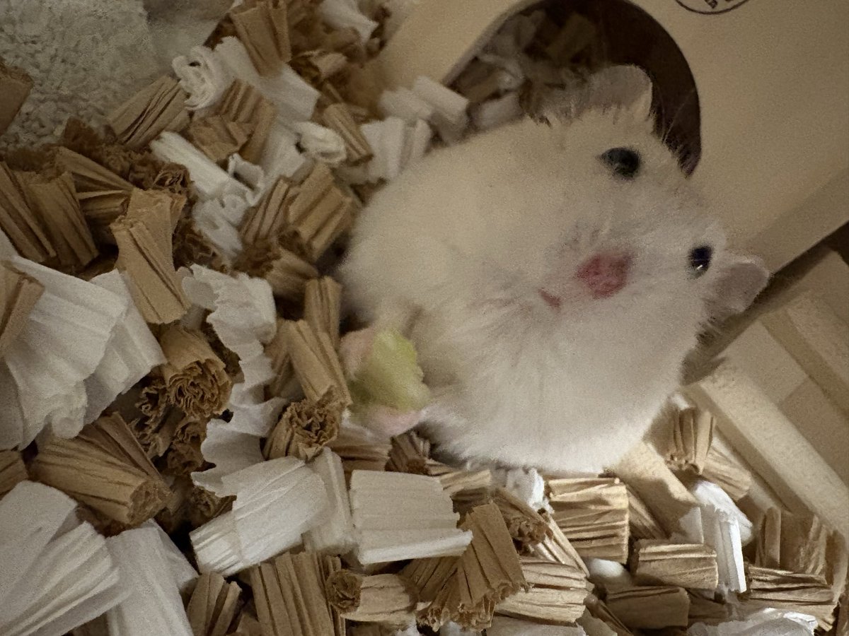 うつ丸🐹 tweet media