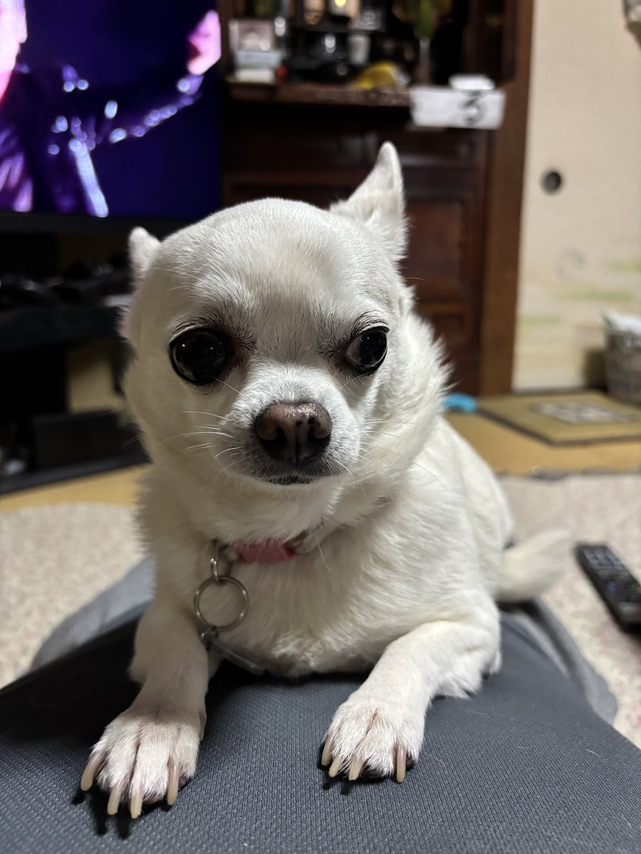 鬼瓦権蔵 tweet media