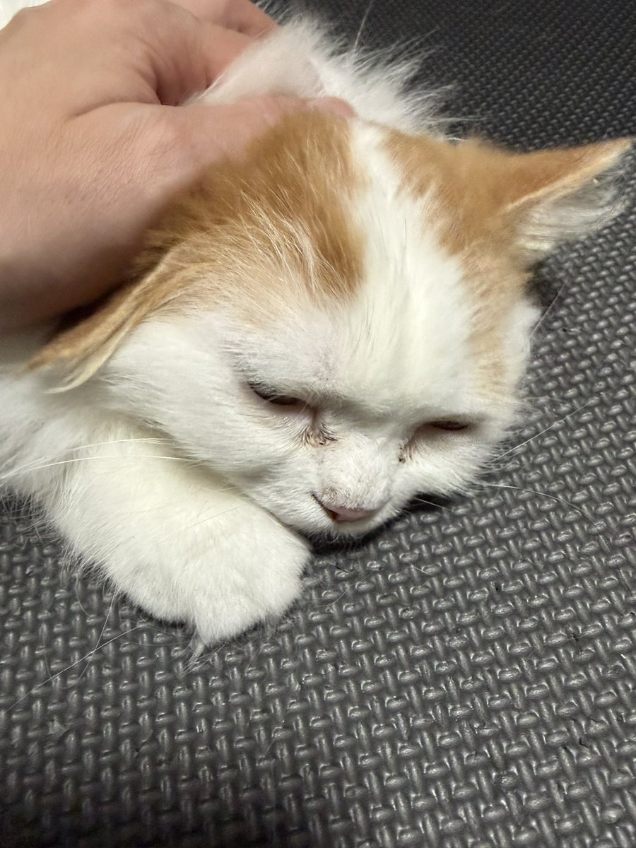 nitromarucat's tweet photo. もふられにとろまる https://t.co/xXx7Cw6gGr