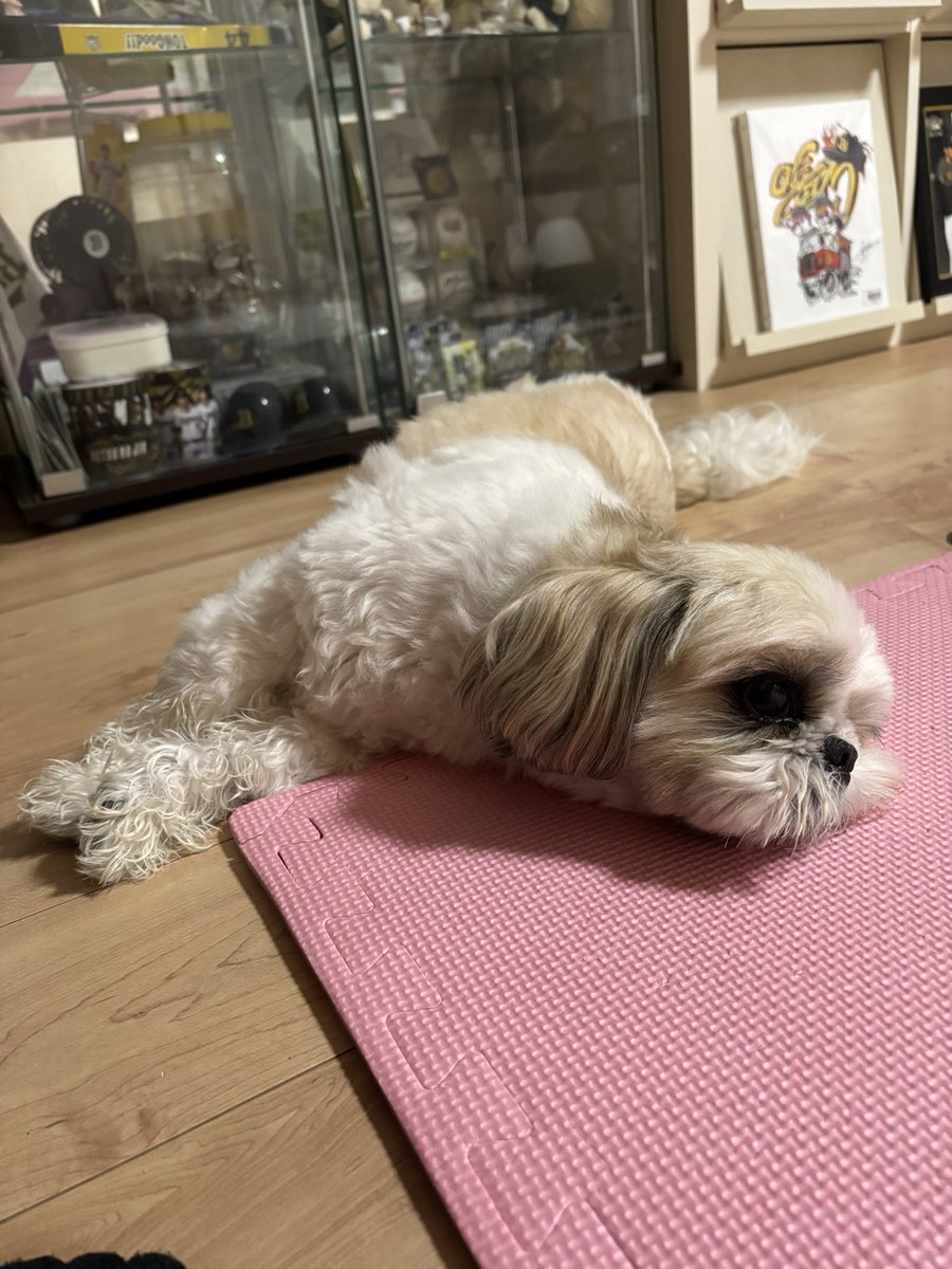 🙎🏻️まる(🐶シガちゃん🐾) tweet media