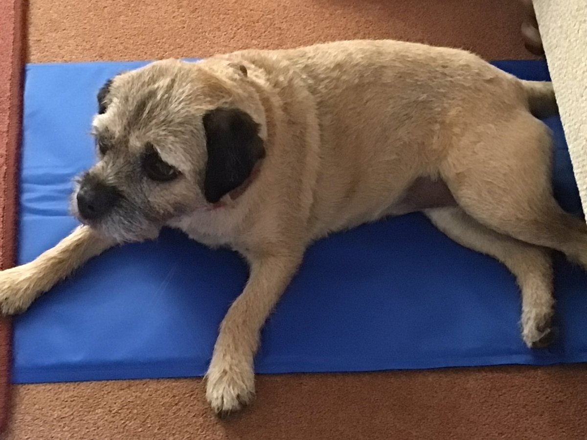 Busterthelder's tweet photo. I is n the cool mat pals. Anyone having a pool party? #btposse https://t.co/y8AOpxHsZB