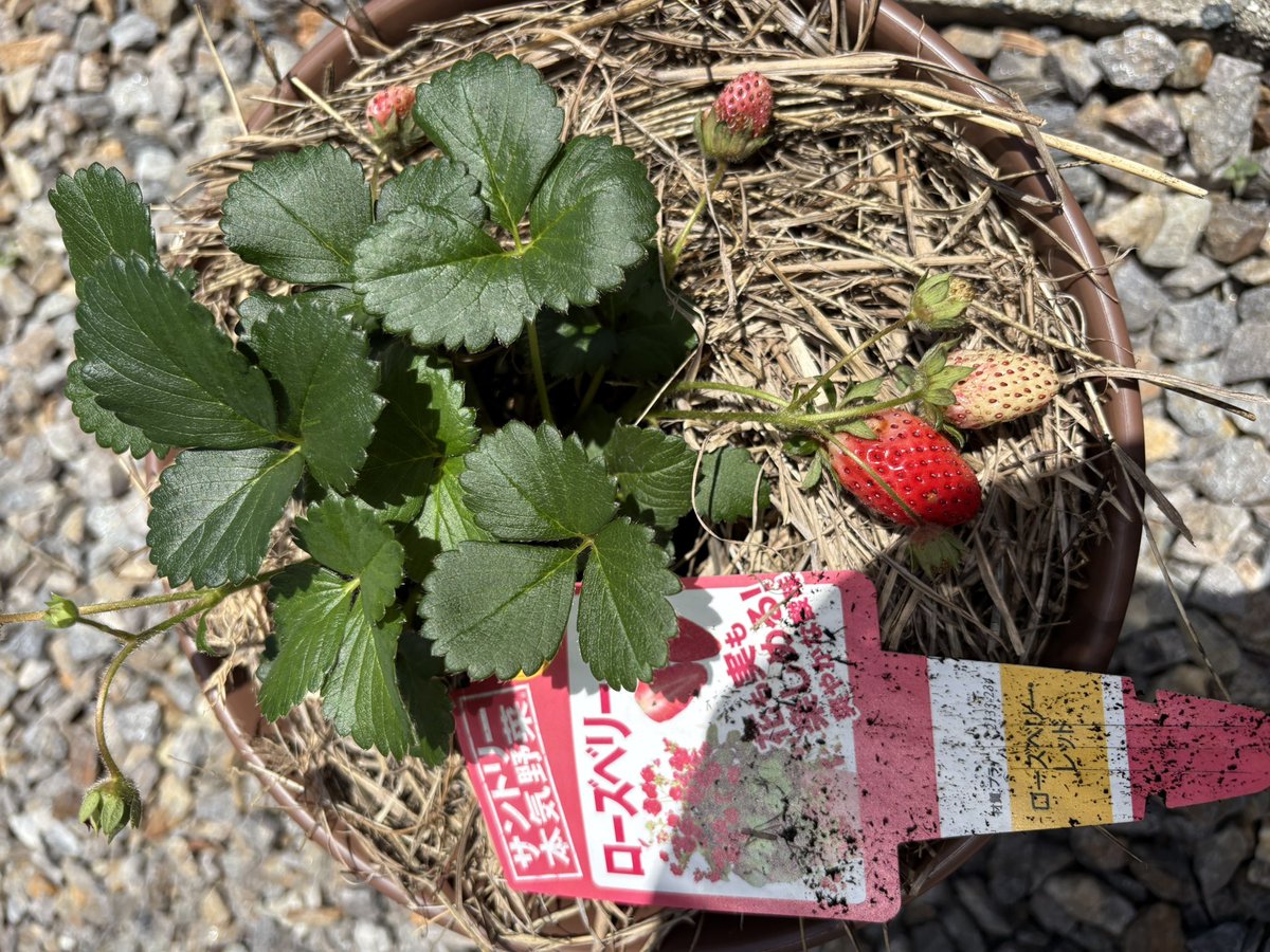 ちゃんまな tweet media