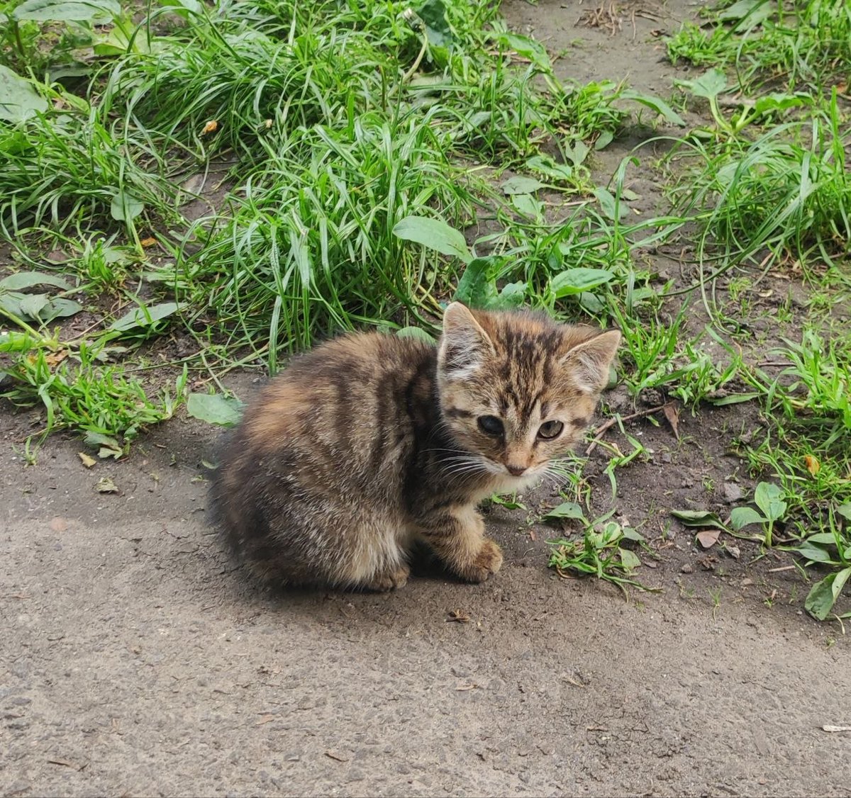 пані киця gone tired tweet media