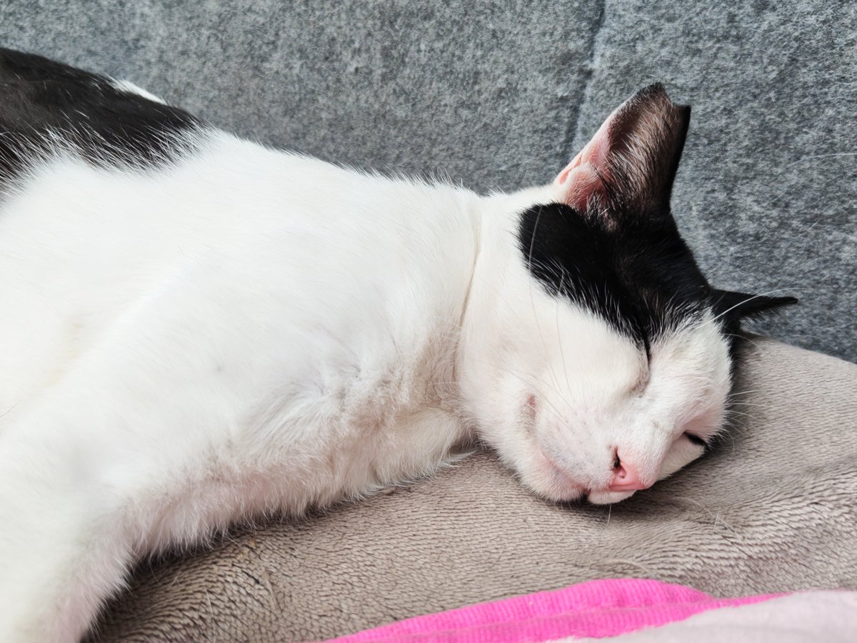 猫のいる生活