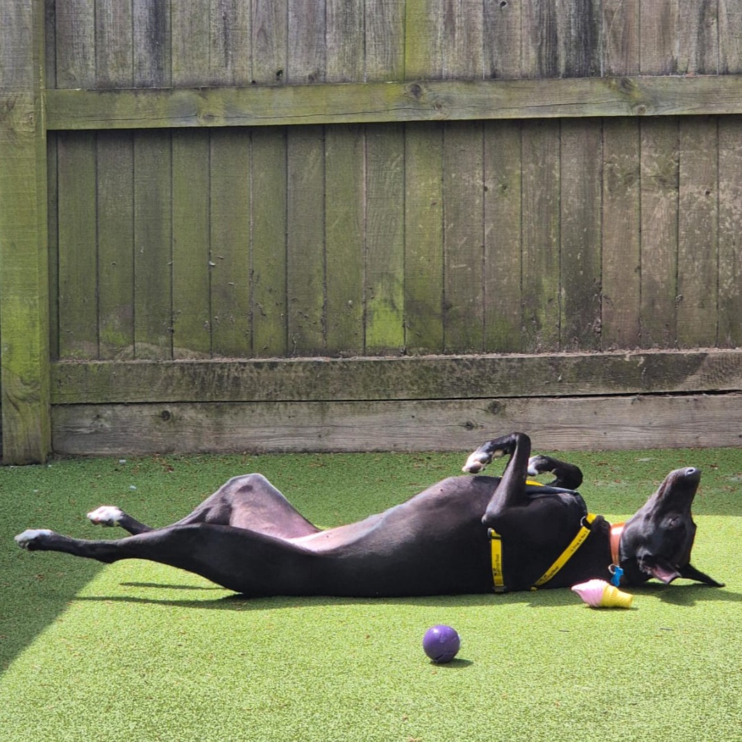 Dogs Trust Leeds tweet media