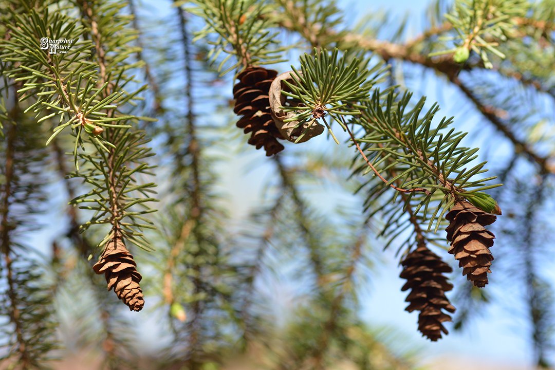 SharpshotNature's tweet photo. #sharpshotnature #pinecone #pineneedle #pinetree #pine #tree #branch #bark #sky #spring #nature #naturephotography #wildlife #wildlifephotography #photography https://t.co/hlWihVv6e4