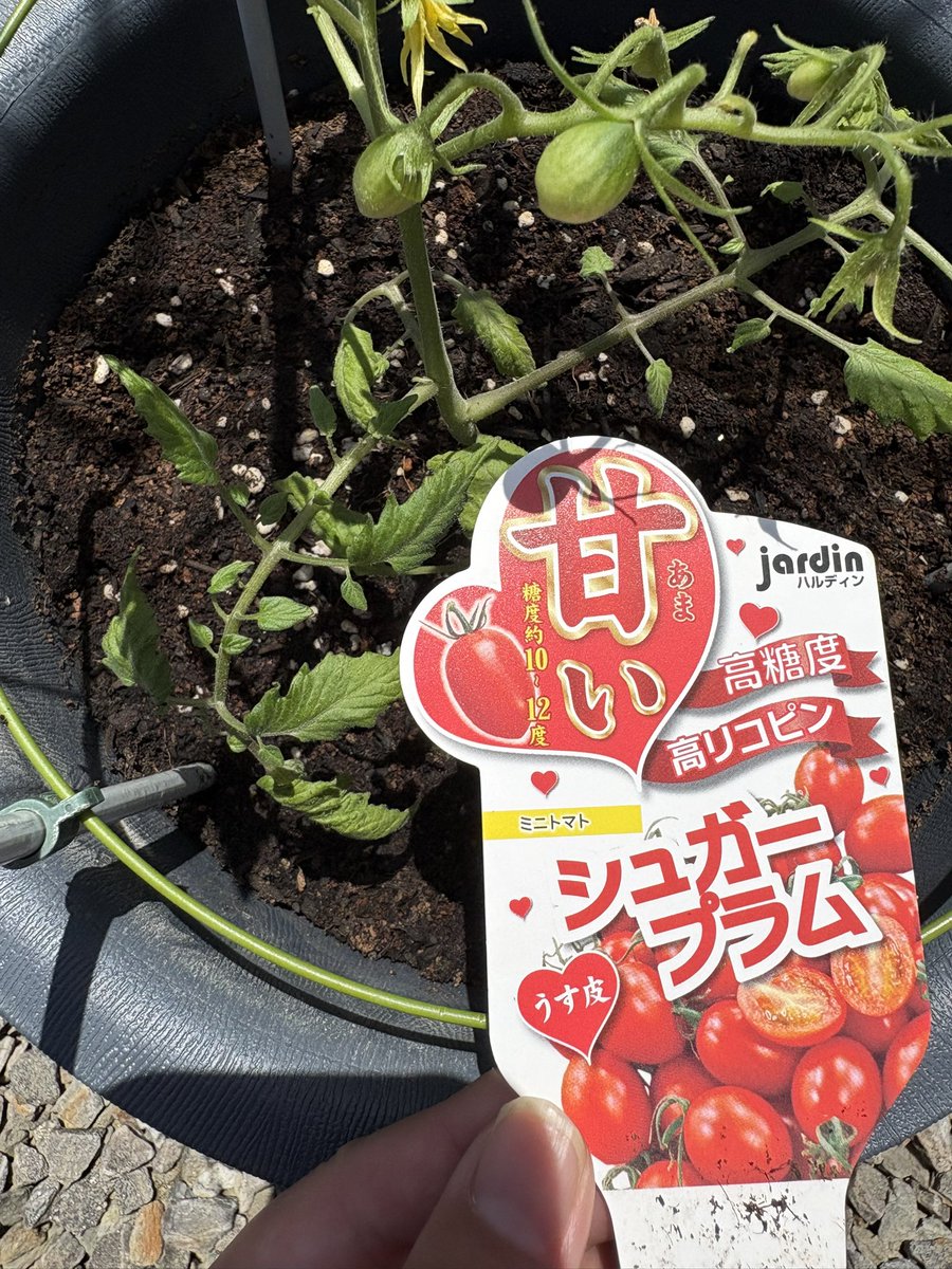 ちゃんまな tweet media