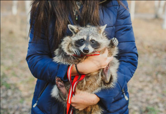 Raccoon And Me tweet media