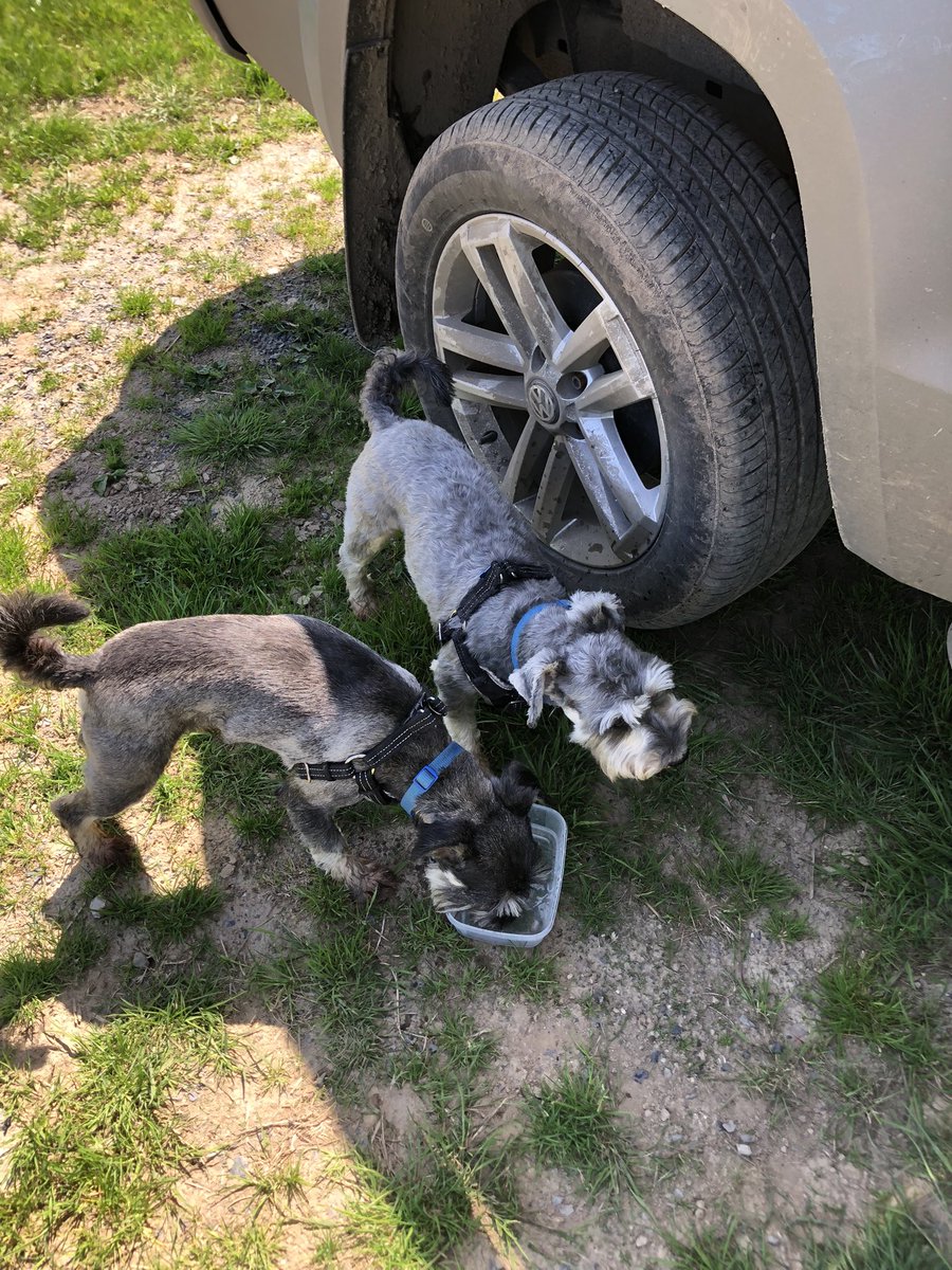 ArableSam's tweet photo. It’s hot in the western corn belt today! Act accordingly!
#arableireland
#agronomydogs https://t.co/wz3ojN2TAG
