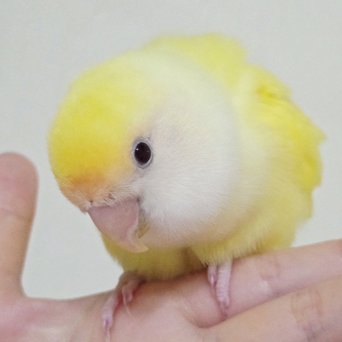 mynanarei's tweet photo. https://t.co/42zizijduz