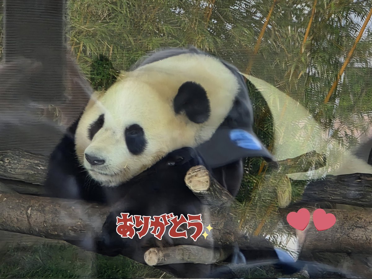 flypanda (@fly_panda6) / Posts / X