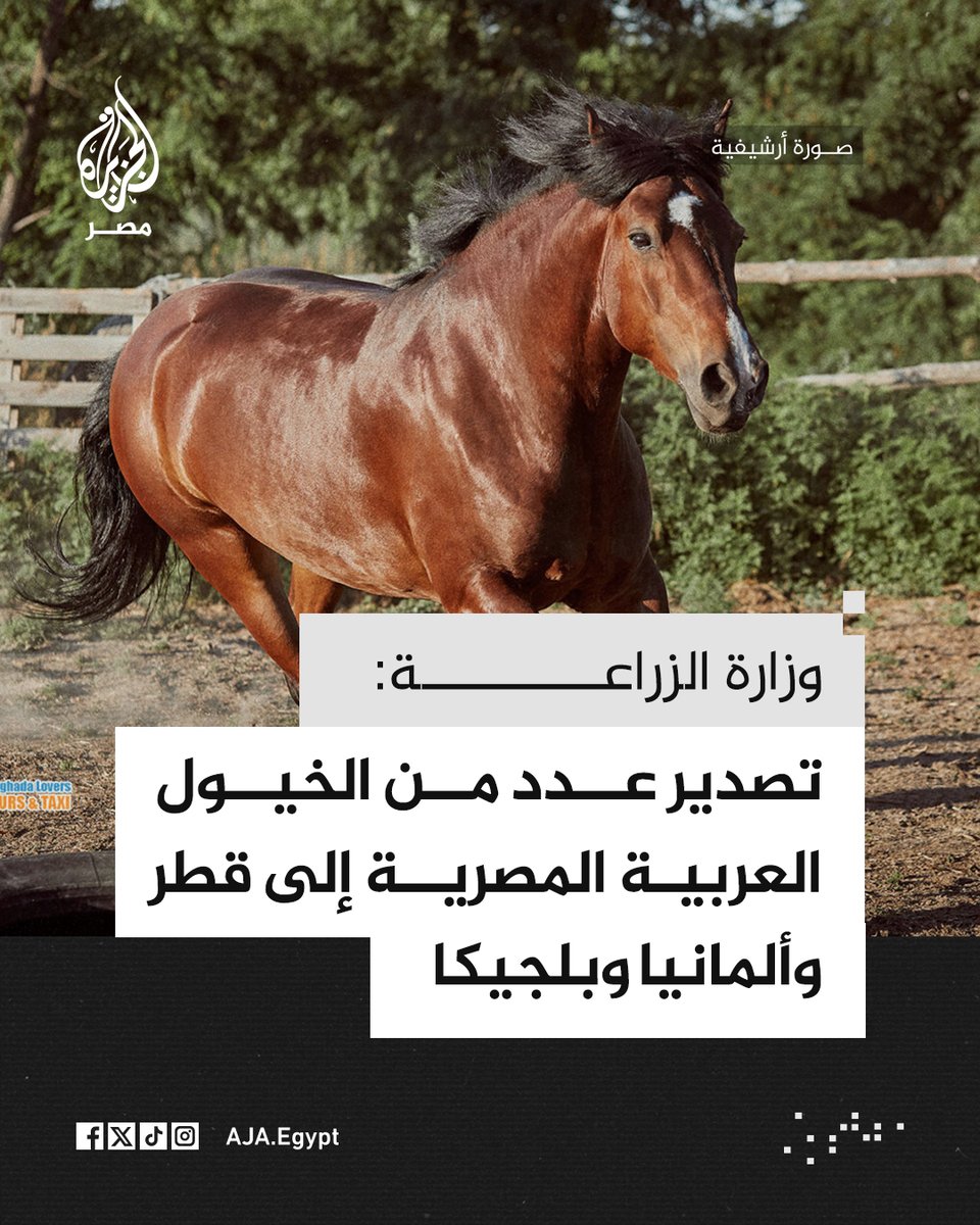 الجزيرة مصر tweet media