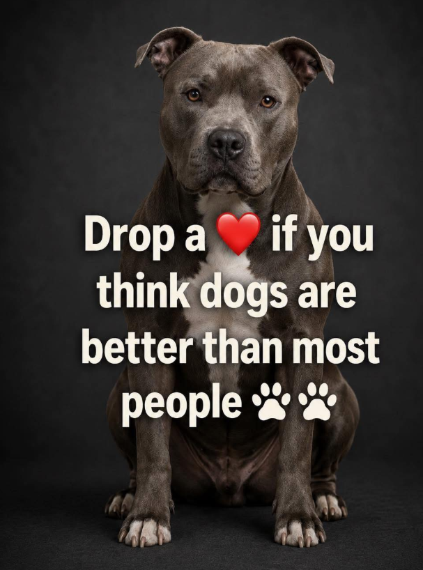 Best in Dogs tweet media