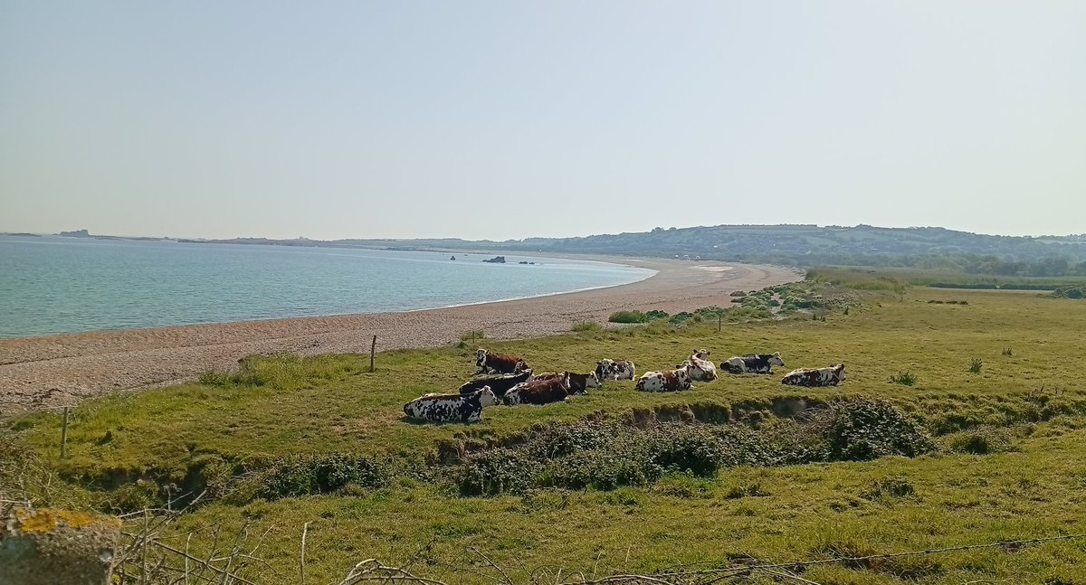 soplaur's tweet photo. Il y a encore des vaches heureuses dans le Cotentin. https://t.co/LuFjiYn8ZP
