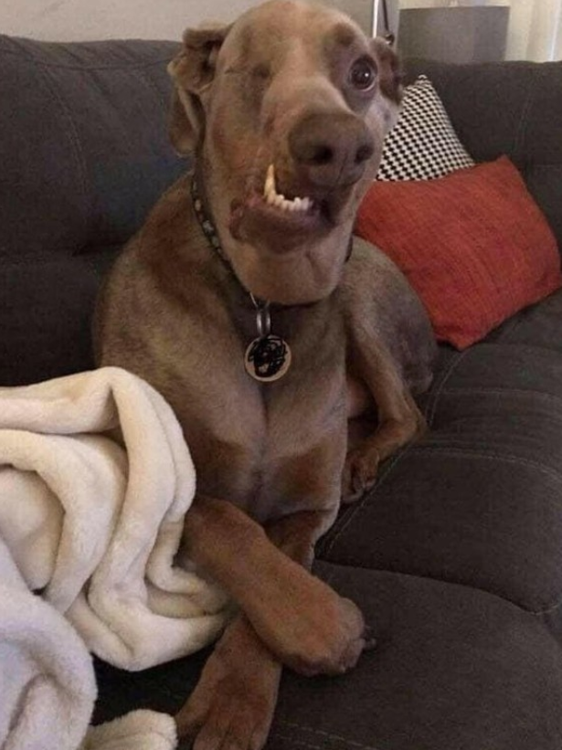 Tweets of Dogs tweet media