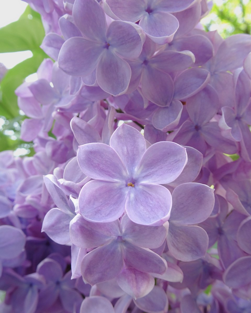 The lilacs are beautiful! Come to think of it, there was a song