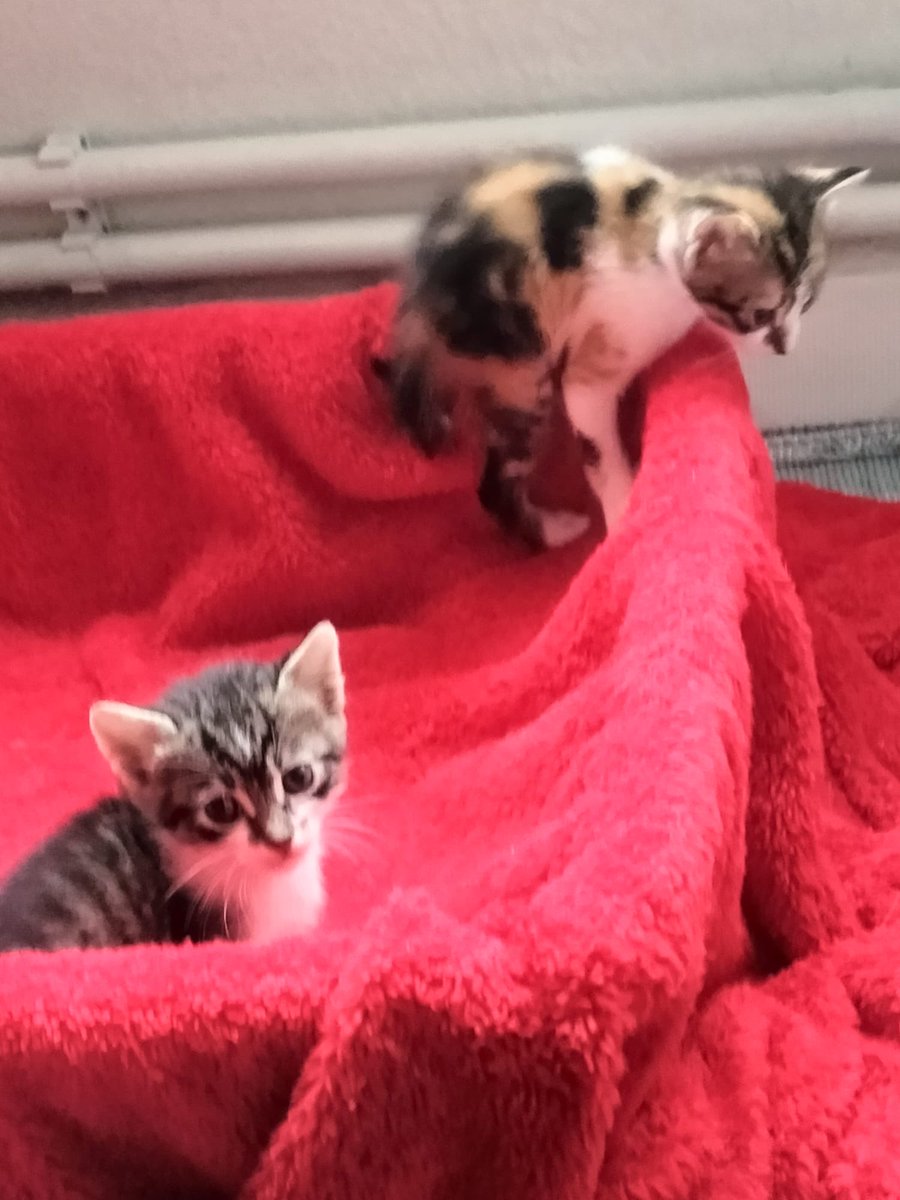 Cats momy tweet media