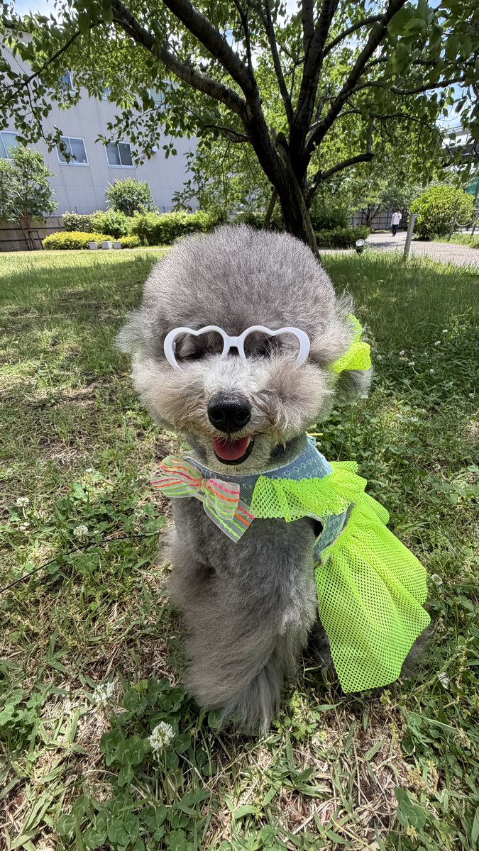 TorteChannel's tweet photo. 今回のトルテちゃんねるは
【夜の踊り子】愛犬とボートダンス踊ってみた #shorts #夜の踊り子 #サカナクション 
https://t.co/Gjxfj1NABP @YouTubeより https://t.co/FwCaw7zuUy