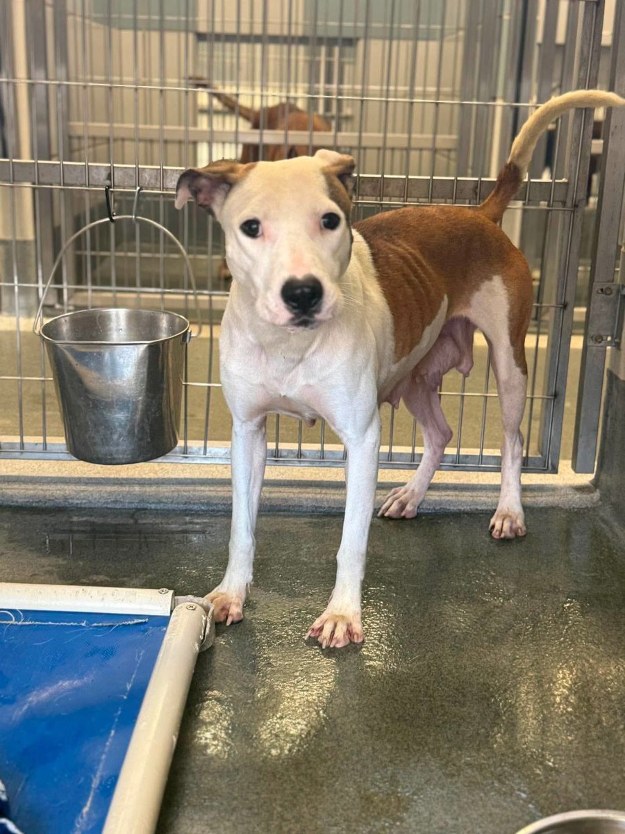 _taysmyoxygen1d's tweet photo. 🆘 SCARED DOG MOM TO BE KILLED TODAY 5.25 BY #SANANTONIO ACS #TEXAS AFTER 56 DAYS  

LONDON 🇬🇧#A801131 
4.2yo, 35 lbs

💕Fearful &amp; flinches at noises &amp; passing people🥺

🚨very skinny, not be gaining weight after being fed 3-4 times per day, inflamed mammaries (susp mastitis) https://t.co/WMzeIKFrm5