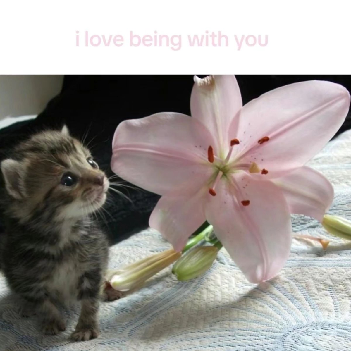 PunchingCat's tweet photo. https://t.co/6IhxwKrMOS