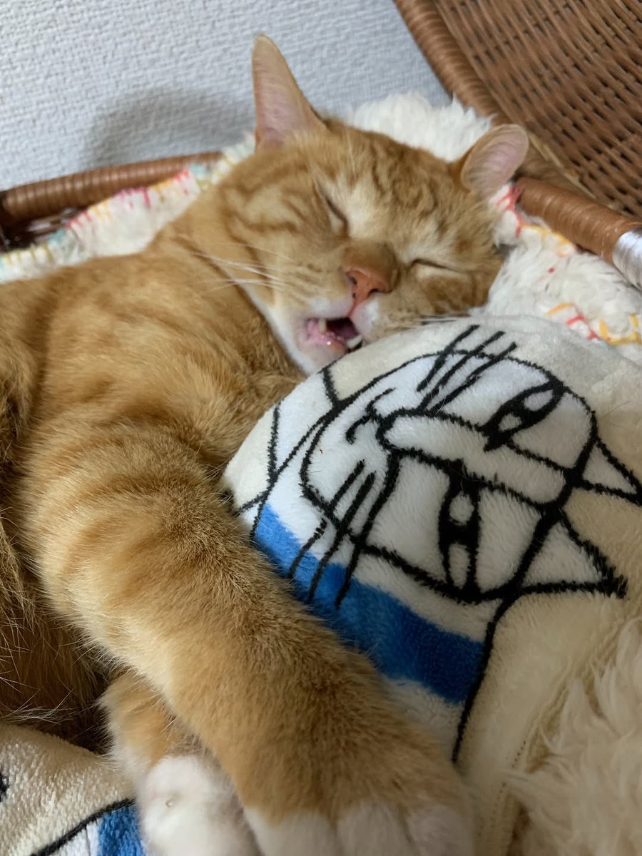 BestOfMeow's tweet photo. https://t.co/nYAtNewwuH