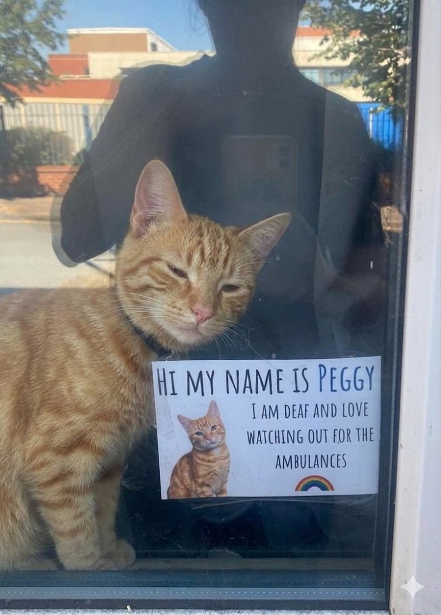 The pets only 🐾 tweet media