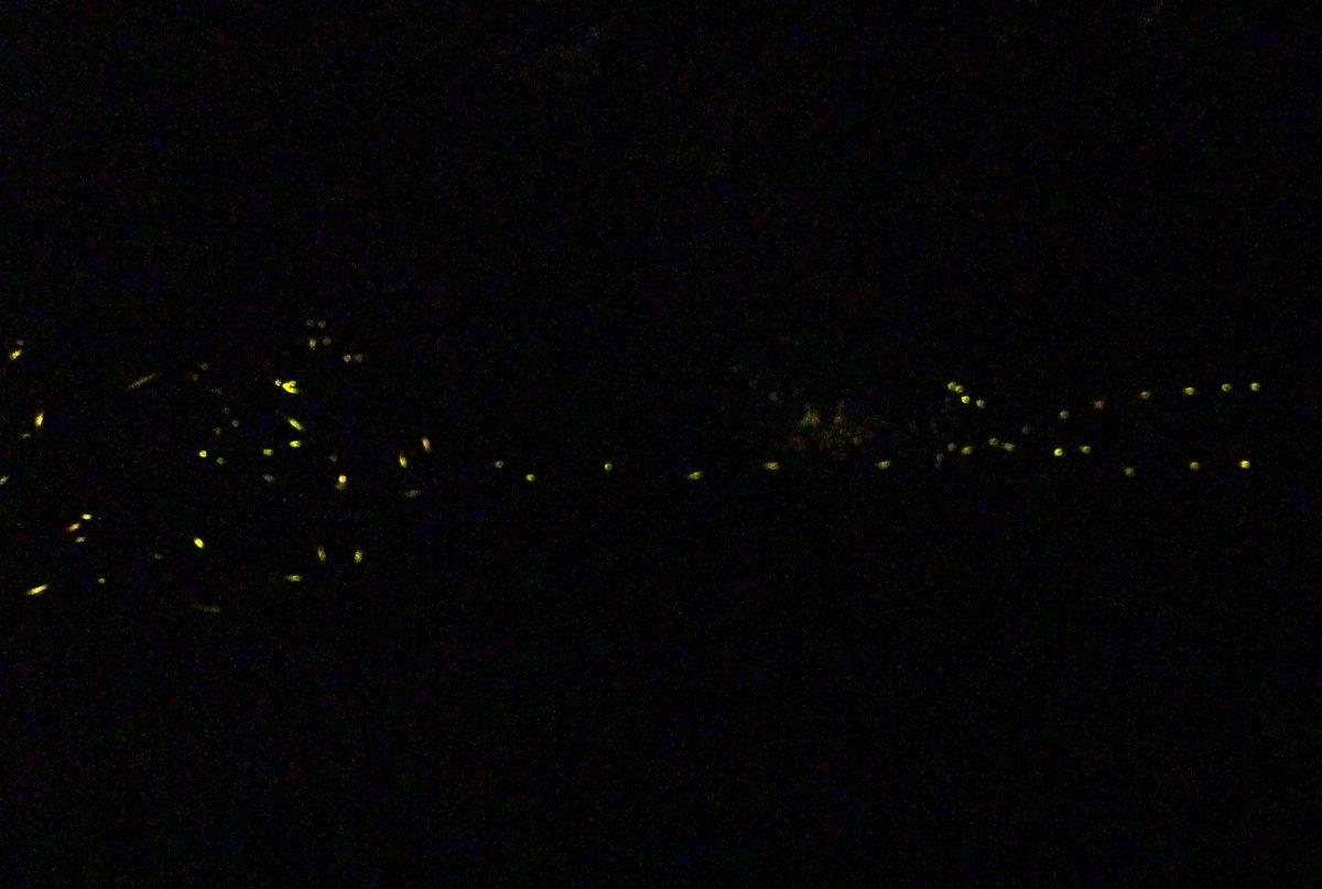 eiZge's tweet photo. 篠島ホタル合宿

この週末は愛知県の #篠島 に仲間と泊まりに行ってました。一年ぶりの再訪。
島在住の つじさんhttps://t.co/Xz6NbrrkhZ にアテンド頂いて、深夜の「ヒメボタル」の観察をしてきました。
低気温で数少なめとの事でしたが、漆黒の島に光る姿は印象的でした。
ちょっと星も見えました。 https://t.co/rgBfxV3gh3