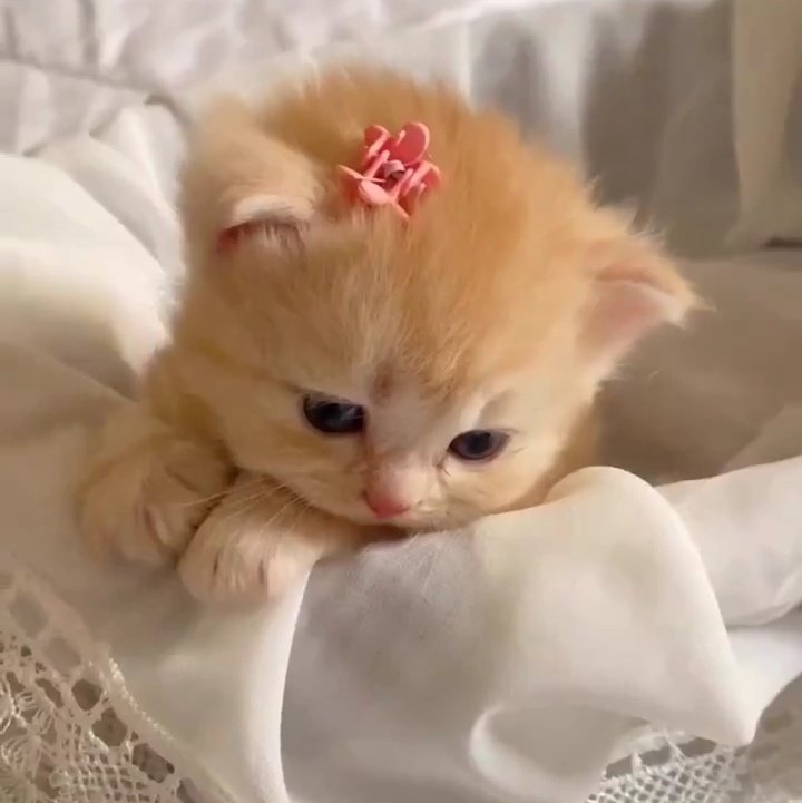 kittyperth's tweet photo. 🐱🎀 https://t.co/6indl41w69