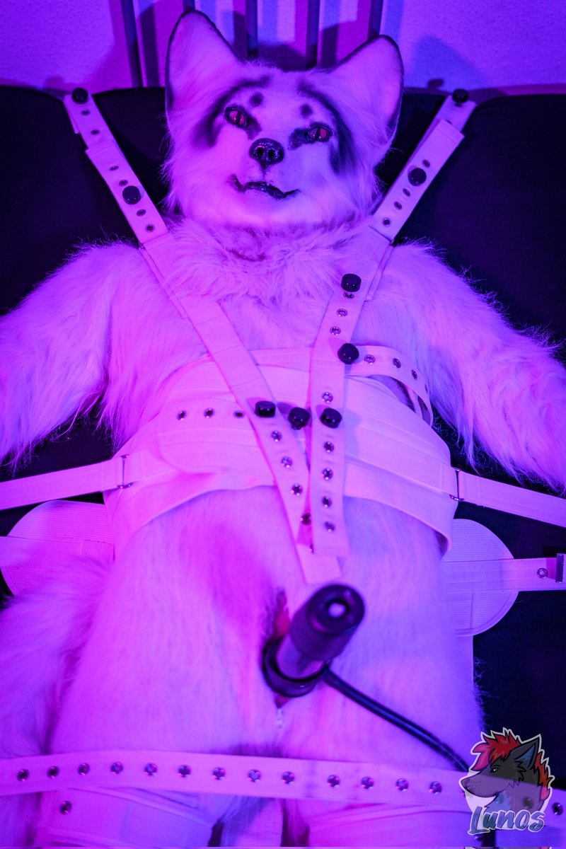 NaughtyBerk's tweet photo. The fox can hardly wait to be milked dry.
But why in #Segufix?
Happy #Naughty #MurrsuitMonday
🦊 #NaughtyBerk
⛓️📸 @LunosNSFW
🌆 Stuttgart 🇩🇪
#Bondage #Murrsuit #BDSM #Cuffs #tremblr #milking #straps #milked #badfox
Follow my #kinky channel (TG):
https://t.co/msfCJgzCcC https://t.co/zJc7iYkwgf
