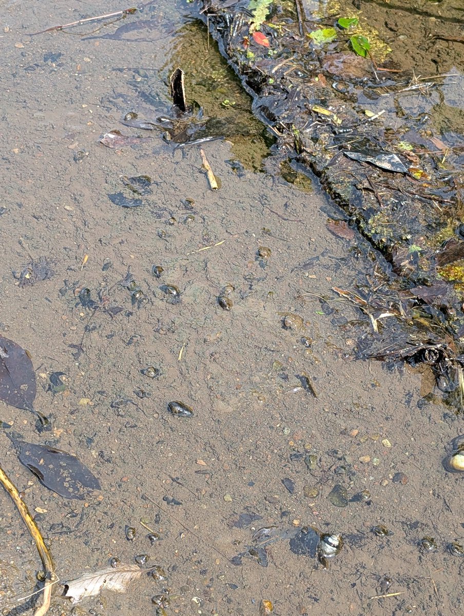 ju_noske's tweet photo. 【二宮 せせらぎ公園花菖蒲その3】
愉しみにして居る 古代蓮 の池は土砂で埋まってしまった   咲くんだろうか？土砂を掘り出す費用が捻出できないとか・・・
クラウドファンディングしてもよいのては？ ツブやタニシが見られた https://t.co/BdOAPaVMqh