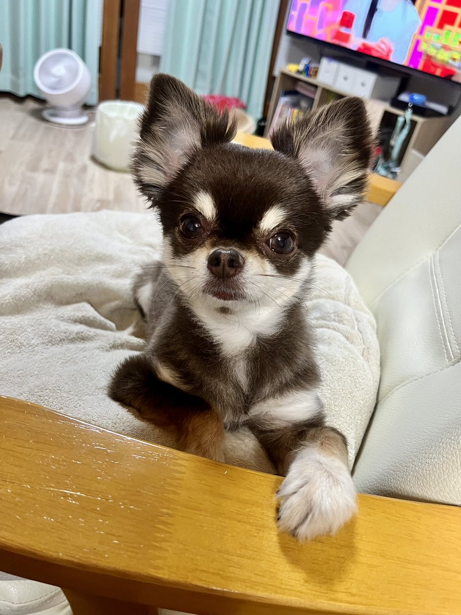 hakotaaaan's tweet photo. 本日のワチチ🐶❤︎
椅子の使い方をわかってらっしゃる💺✨ https://t.co/BERMWRp2oV