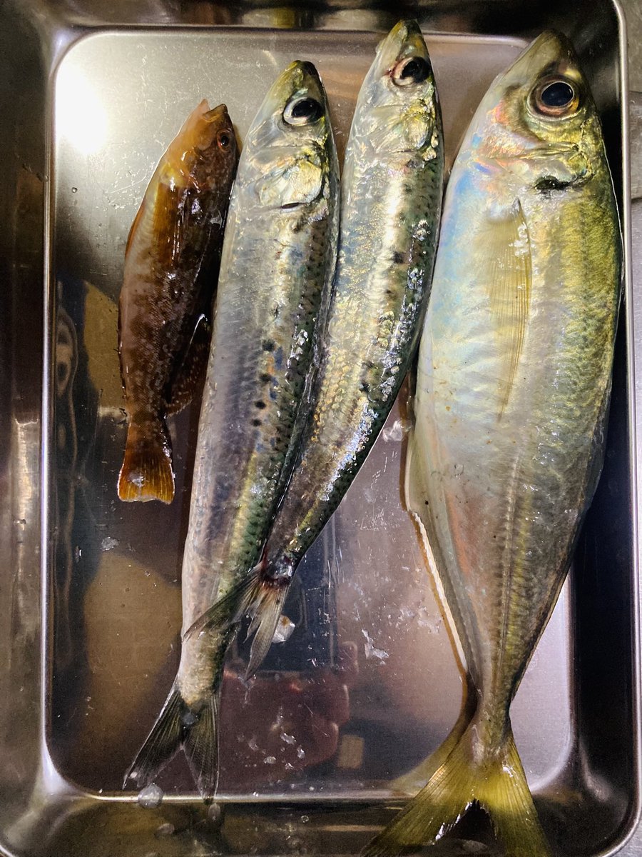 shu0807's tweet photo. 今年初キスです🐟
アジは密かにリベンジマッチでしたが、イワシの大群が入って来てまたいなくなった…

ま、美味しくいたいたので良しとしましょう。

#酒田釣り
#オルルド釣具
#トラルド
#オルクス https://t.co/M0YiAoxYok