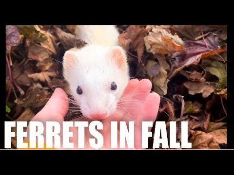 Ferret Every Hour tweet media