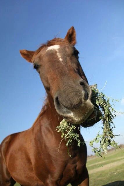 horse dentist tweet media