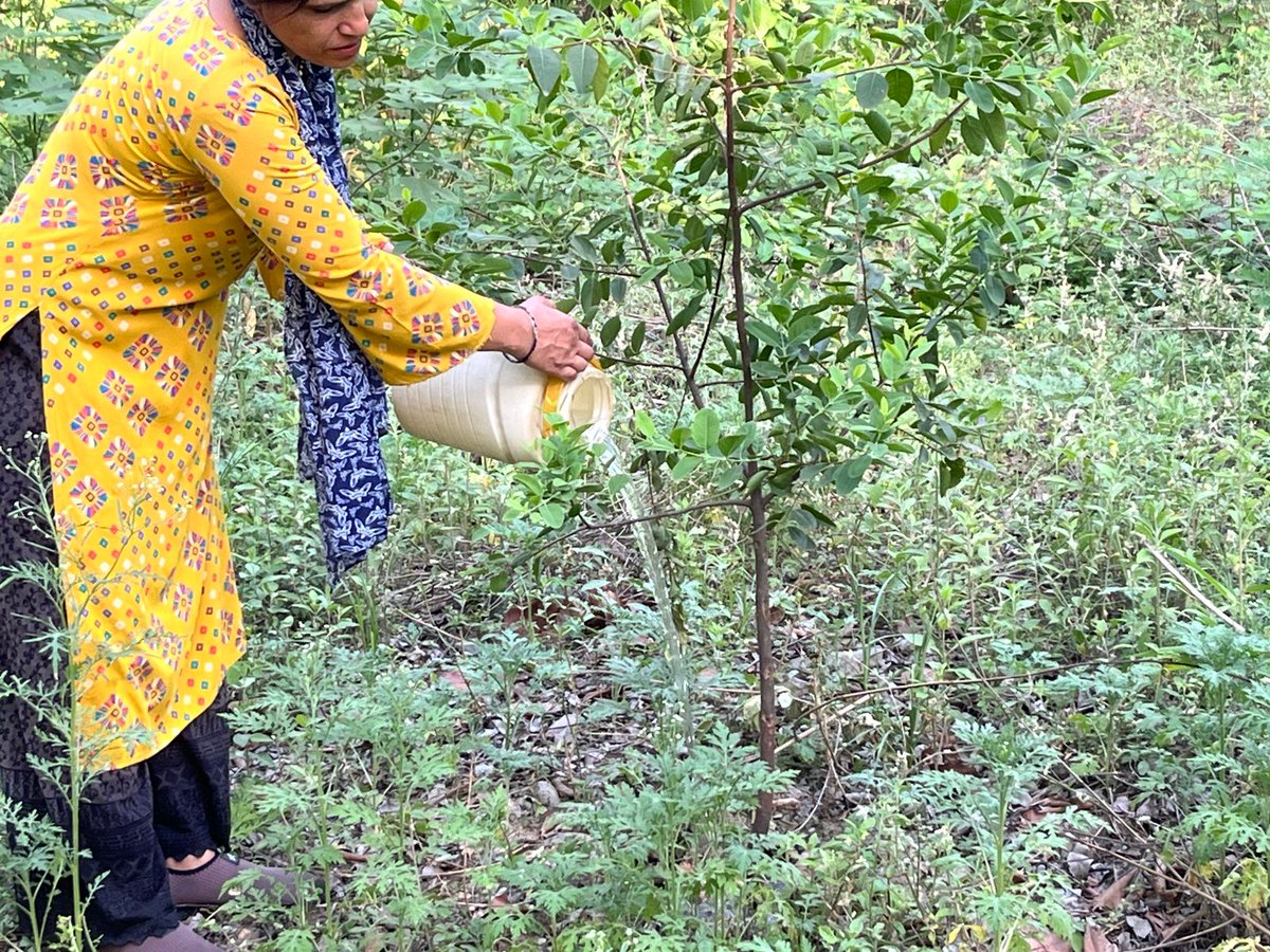 ex_eco's tweet photo. EcoEx Foundation, in collaboration with Go Clean Go, conducted a Water Pouring Drive at Rudraksh Vatika for plantation care and environmental sustainability. 

Nearly 2000 litres of water were provided to around 4000 saplings, supporting a greener and healthier future.

 #EcoEx https://t.co/fe6NPNSgpY