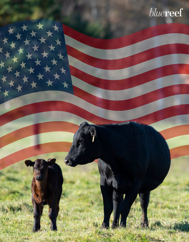 BlueReefLRP's tweet photo. They gave up their tomorrows, so our families could keep building ours. Remembering the fallen this memorial day!

#YourTrustedAdvisors #CattleMarket #FeederCattle #LiveCattle #GrainMarket #Rancher #Feedyard #Farming #BlueReef #LivestockMarket #FedCattle https://t.co/ZPPgc6YTbg