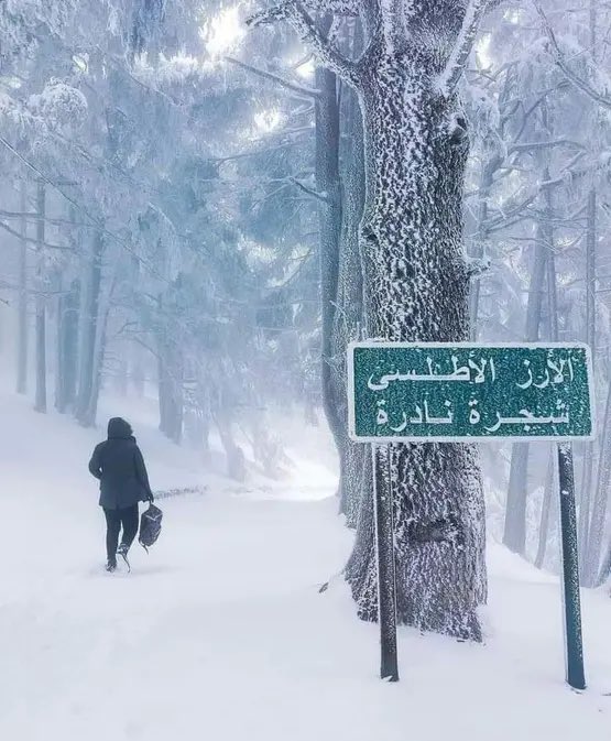 أميرة الهلالي👸🏻 tweet media