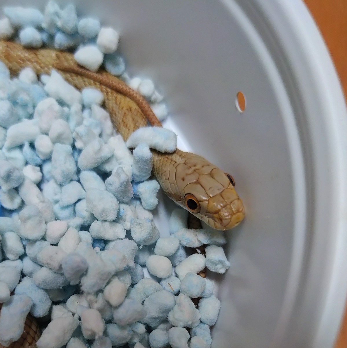 D_reptiles_'s tweet photo. T+アルビノ アオダイショウ

 #アクアリウムバス https://t.co/GoUASFLpaH