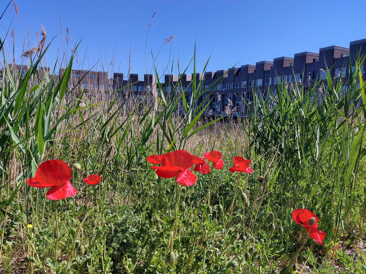 ElineVulsma's tweet photo. We kwamen aardig wat klaprozen tegen tijdens een wandeling door Elzenhagen-Noord. https://t.co/OvY6n2r9nt