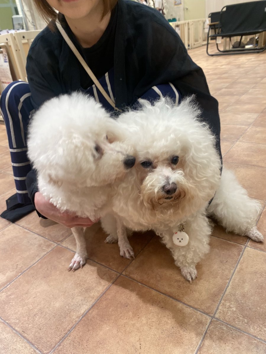 ByPuly's tweet photo. 四十九日が過ぎ、妻がスマホでプリによく似た女の子を見つけました。家族で何度も話し合い、このたびお迎えすることを決めました。

様々なご意見があるかと思いますが、新しい一歩をあたたかく応援していただけますと嬉しいです。 https://t.co/QLtBj3gemX