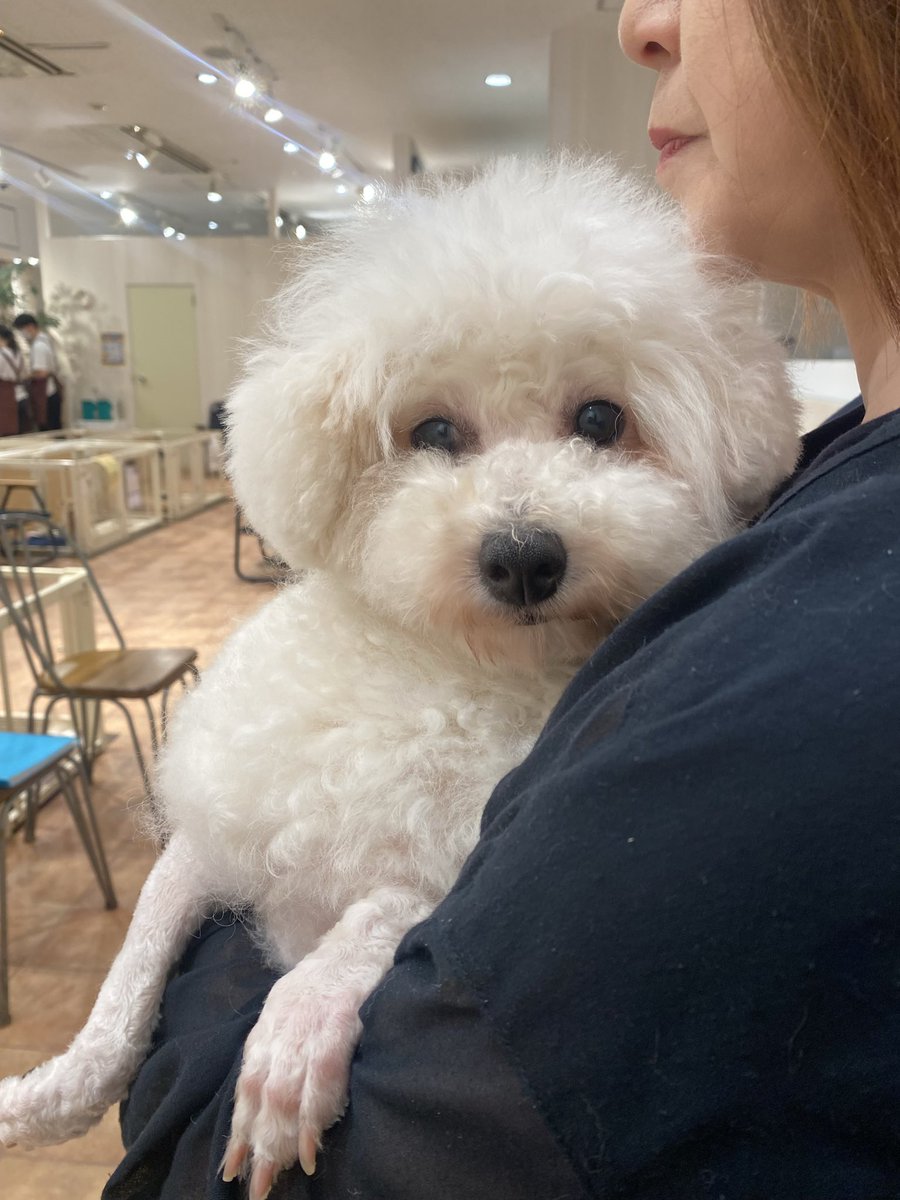 ByPuly's tweet photo. 四十九日が過ぎ、妻がスマホでプリによく似た女の子を見つけました。家族で何度も話し合い、このたびお迎えすることを決めました。

様々なご意見があるかと思いますが、新しい一歩をあたたかく応援していただけますと嬉しいです。 https://t.co/QLtBj3gemX
