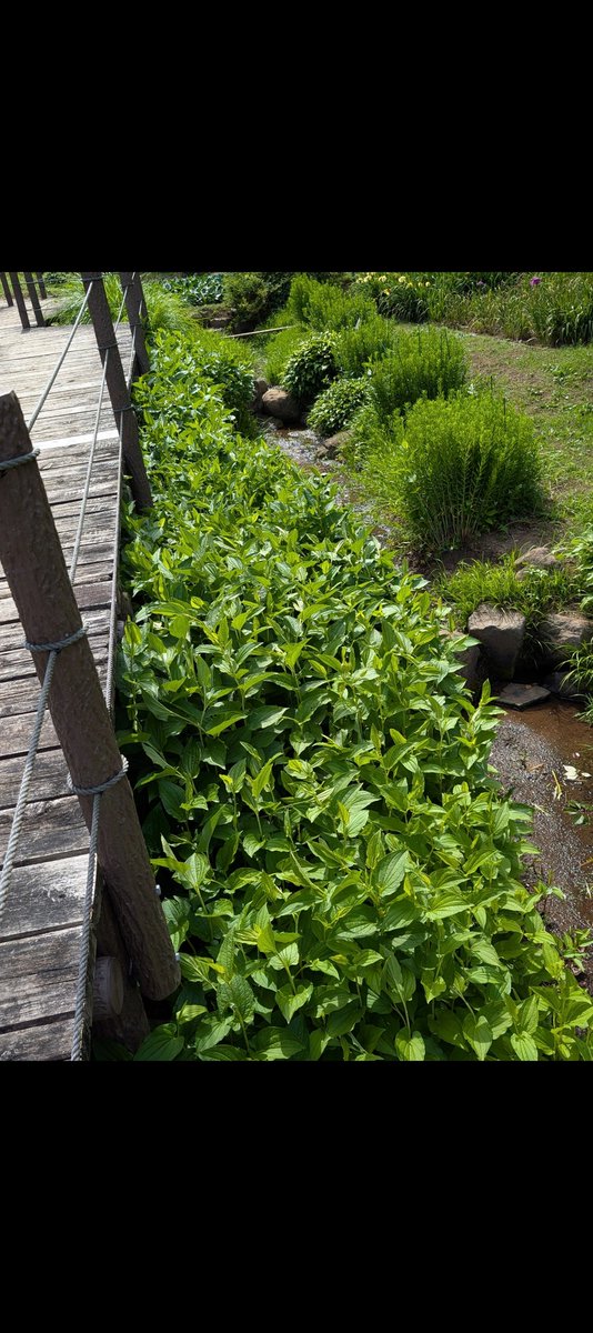 ju_noske's tweet photo. 【二宮 せせらぎ公園花菖蒲その4】
※ 半夏生  ⋯ 今年も勢いある群生
お化粧するのはまだまだ先かな！
※ししおどし ⋯ 人けのない花菖蒲の畑   コツン コツン と鳴き続けてる 落ち着いた音色に癒やされる！ https://t.co/onTXk21ReX