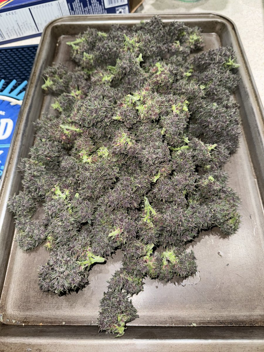 CANNA COLLECTORS tweet media