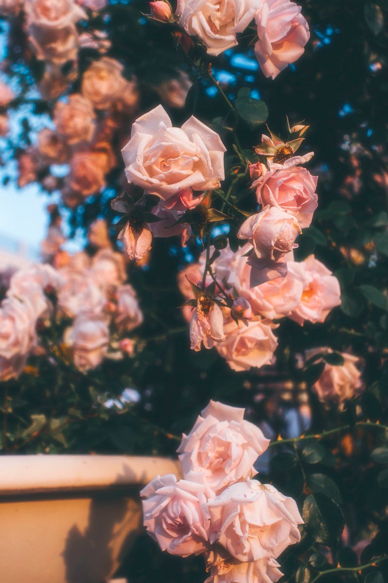 piom4_'s tweet photo. 🥀 https://t.co/cJJZmQMdLr