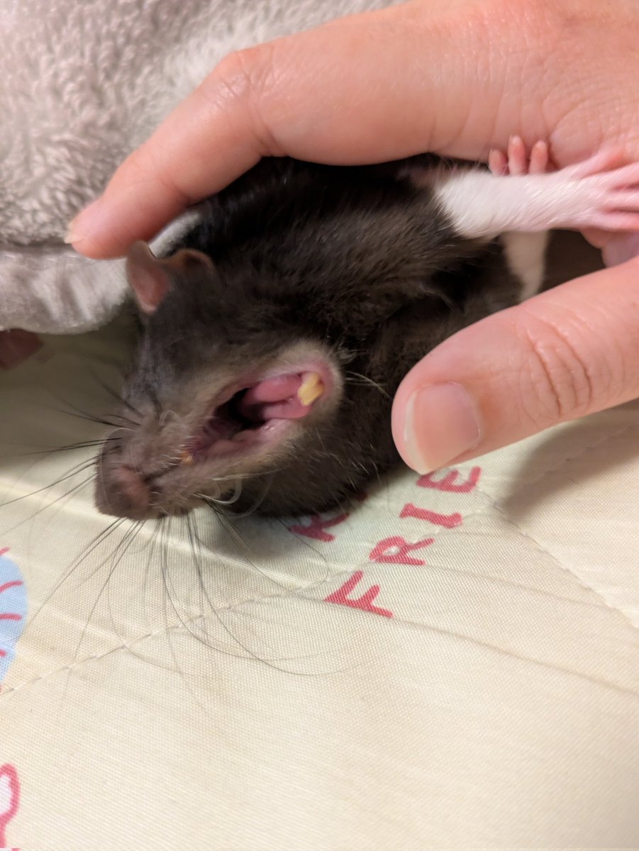うーたんの生き物用垢 tweet media