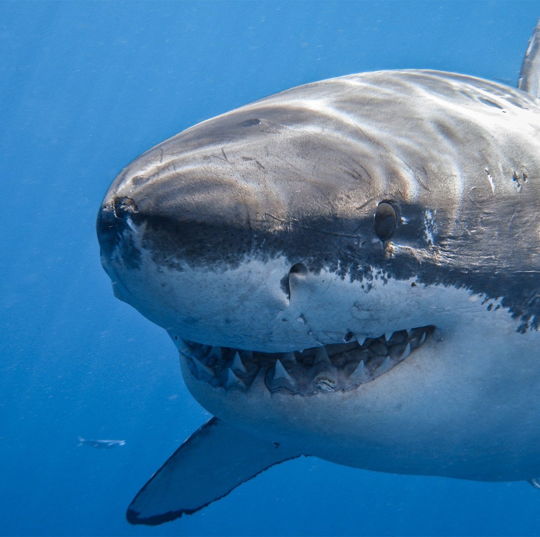 Shark tweet media