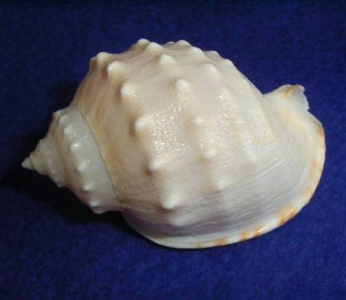 カブトウラシマ といいます(^o^) #貝 #貝殻 #標本 #コレクション