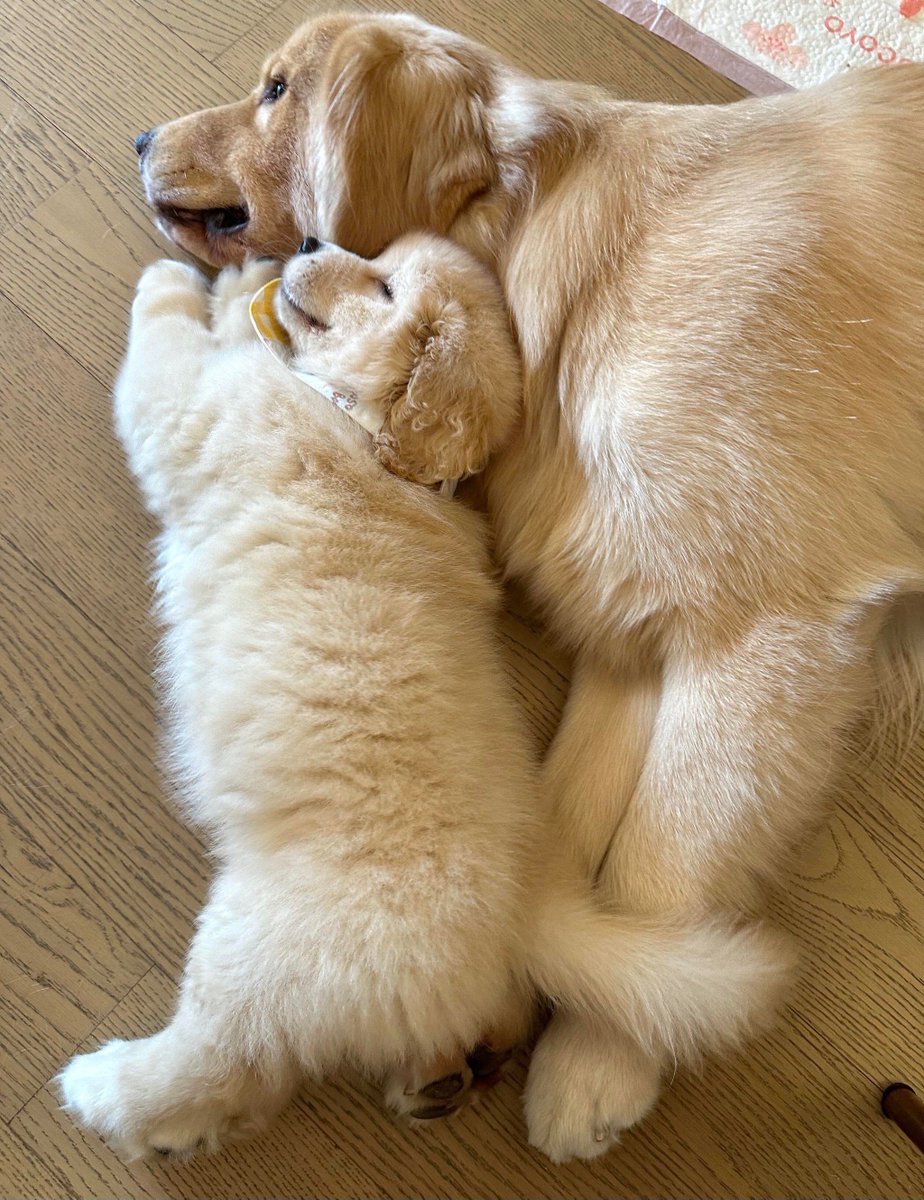 evgeniaex1's tweet photo. Watch my tiny puppy grow from a squirming furball to a playful buddy in just 3 months  Every wag tells a new adventure. https://t.co/iBsUwo75rw