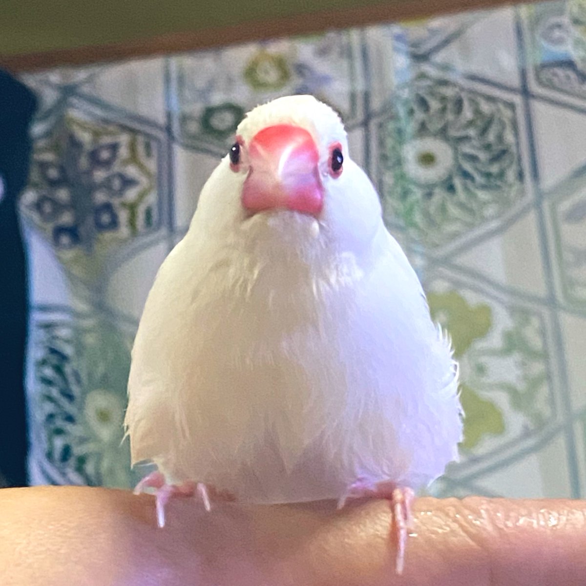 めお tweet media