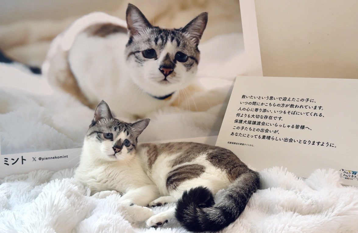 ぴえん猫ミント (@piennekomint) / Posts / X